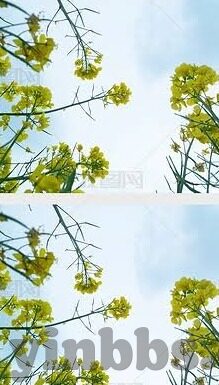 成人免费视频在线看-与网络伦理，界限与思考